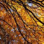 Autumn in Vancouver s West End